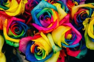 ורדים צבעוניים